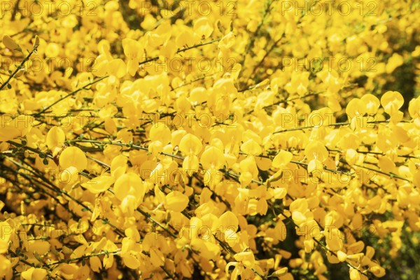 Broom broom (Cytisus scoparius) in bloom, Saxony, Germany, Europe