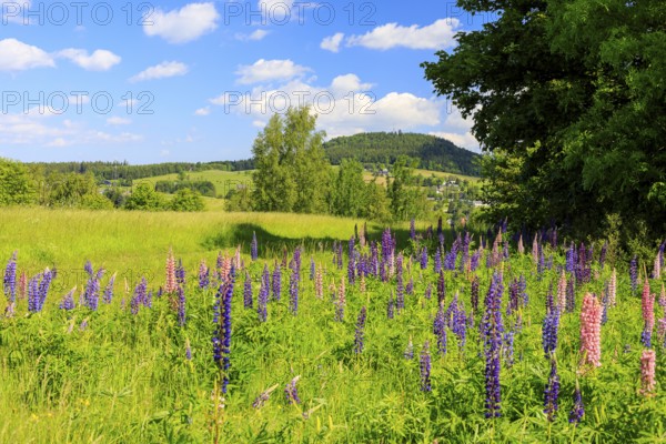 The perennial lupins (Lupinus polyphyllus) bloom in different colours, in the background the Bärenstein, Erzgebirge, Weipert, Czech Republic, Europe