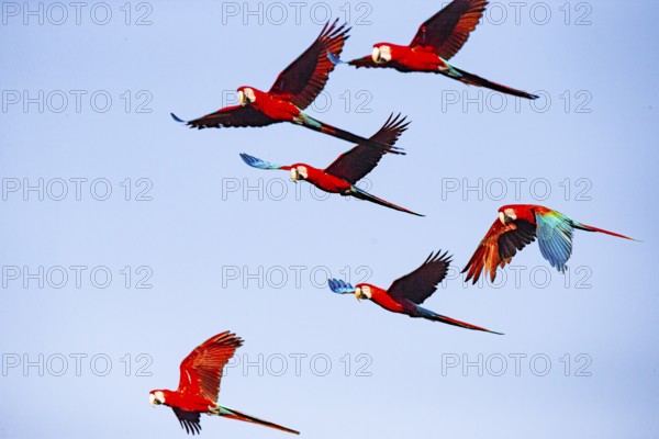 Red-and-green macaw (Ara chloropterus) Buraco das Araras Brazil