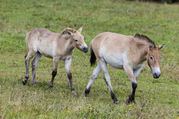 Przewalski's horse (Equus przewalski) capive Germany