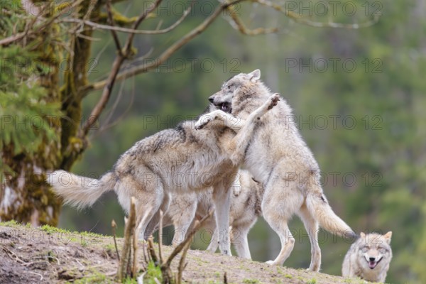A pack of grey wolves (Canis lupus lupus) playing on a hill and showing social behaviour