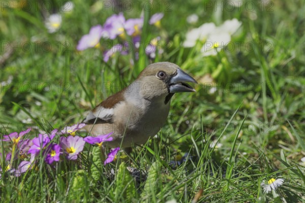 A female hawfinch (Coccothraustes coccothraustes) sits between flowering primroses in a meadow in a spring-like atmosphere, Baden-Württemberg, Germany, Europe