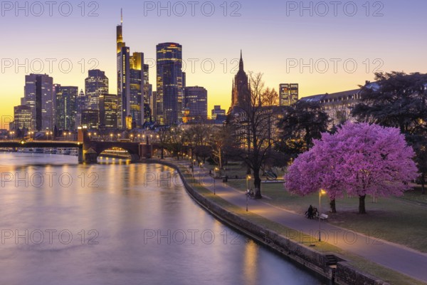 The trees on the banks of the Main in Frankfurt are in full bloom in spring in front of the bank skyline, Mainufer, Frankfurt am Main, Hesse, Germany, Europe
