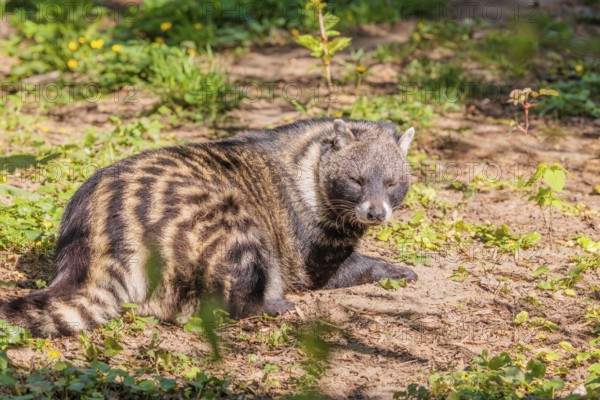 An African civet (Civettictis civetta) rests on the forest floor and enjoys the late sunlight