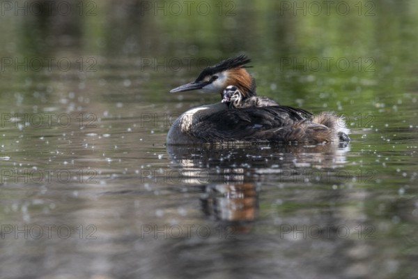 Great Crested Grebe (Podiceps Scalloped ribbonfish) with juveniles, Emsland, Lower Saxony, Germany, Europe