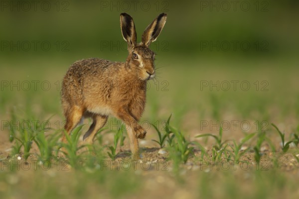 European brown hare (Lepus europaeus) adult animal running in a farmland maize field in summer, England, United Kingdom, Europe