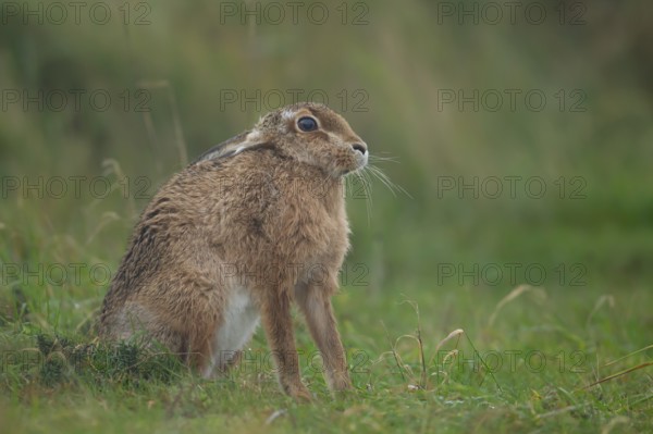 European brown hare (Lepus europaeus) adult animal in grassland in summer, England, United Kingdom, Europe