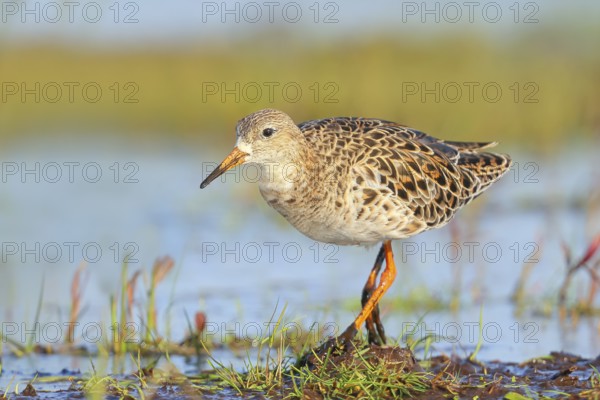 Ruff, (Philomachus pugnax), female searching for food on a moor, wildlife, animals, birds, snipe family, spring, Hüde, Ochsenmoor, Dümmer See, Hüde, Lower Saxony, Germany, Europe