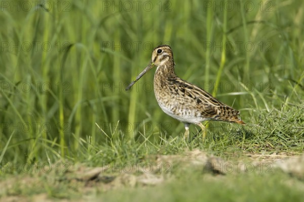 Pin-tailed Snipe (Gallinago stenura), Thailand, Asia