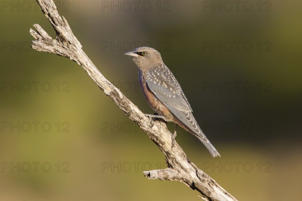 White-browed Woodswallow (Artamus superciliosus) juvenile perched on a branch, Queensland, Australia, Oceania