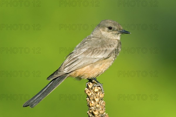 Say's Phoebe Sayornis saya Chiricahua Mountains, Cochise County, Arizona, United States 6 June Adult Tyrannidae