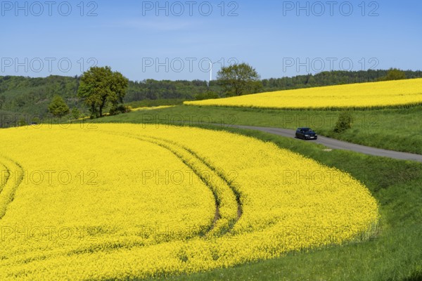 Car on a small country road through rape fields in full bloom, spring in the Elfringhauser Schweiz, hilly landscape south of the Ruhr near Hattingen-Elfringhausen, transition to the Bergisches Land, North Rhine-Westphalia, Germany, Europe