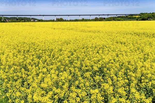 The Mintard Bridge, motorway bridge over the Ruhr between Essen-Kettwig and Mülheim an der Ruhr, spring, rape fields in full bloom, Ruhrauen near Mülheim-Mintard, North Rhine-Westphalia, Germany, Europe