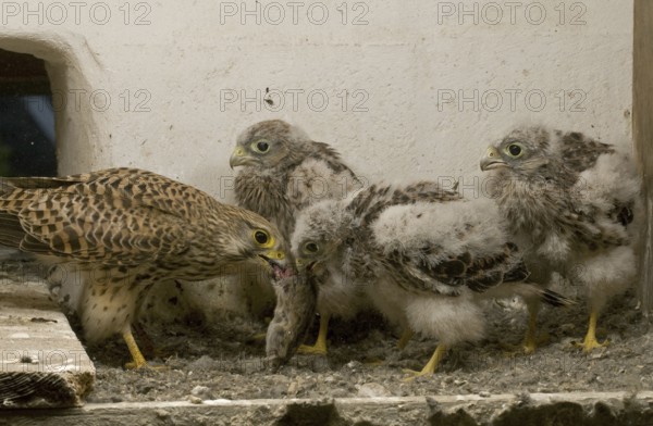 Common Kestrel (Falco tinnunculus) juvenile, Saxony, Germany, Europe