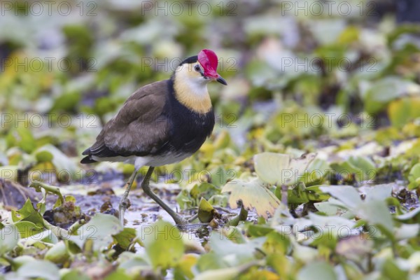 Comb-crested Jacana (Irediparra gallinacea), Queensland, Australia, Oceania