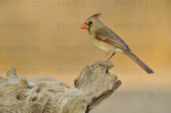 Northern Cardinal (Cardinalis cardinalis), Texas, USA, North America