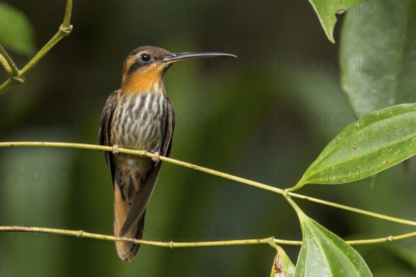 Saw-billed Hermit (Ramphodon naevius) perched on a branch in the Atlantic Rainforest of Brazil