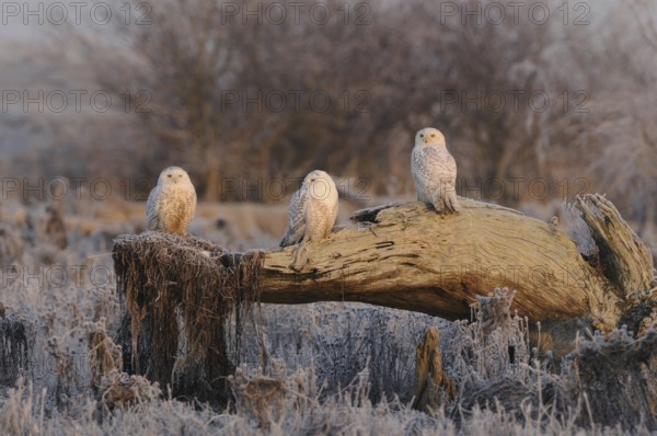 Snowy Owl (Bubo scandiacus), British Columbia, Canada, North America