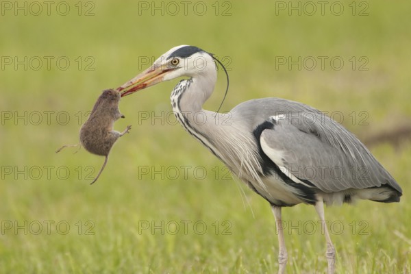 Grey Heron (Ardea cinerea), St. Gallen, Switzerland, Europe