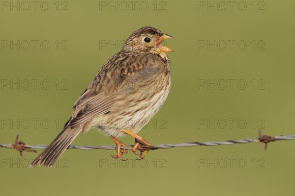 Corn Bunting (Emberiza calandra) singing, Extremadura, Spain, Europe