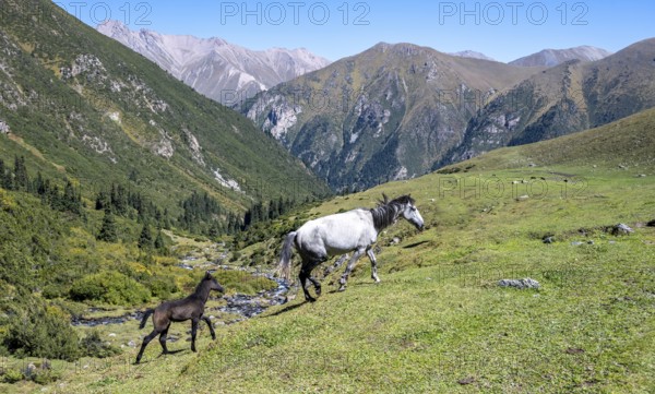 Horses with foals, Keldike Valley on the way to the Ala Kul Pass, Tien Shan Mountains, Kyrgyzstan, Asia