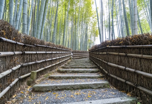 Bamboo forest path, Adashino Nenbutsu-ji temple, Kyoto, Japan, Asia