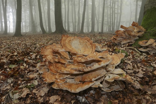 Giant polypore (Meripilus giganteus) in a beech forest with fog, North Rhine-Westphalia, Germany, Europe
