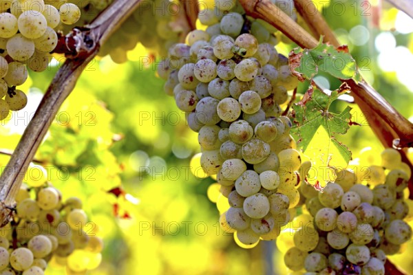 Close-up of white grapes on vines in the Palatinate