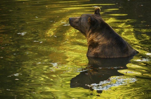 Brown bear (Ursus arctos) bathing, captive, Neuschönau enclosure, Bavarian Forest National Park, Bavaria, Germany, Europe