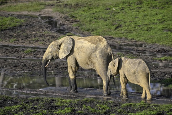 African forest elephants (Loxodonta cyclotis) in the Dzanga Bai forest clearing, Dzanga-Ndoki National Park, Unesco World Heritage Site, Dzanga-Sangha Complex of Protected Areas (DSPAC), Sangha-Mbaéré Prefecture, Central African Republic, Africa