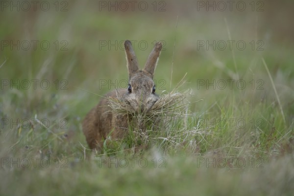 Rabbit (Oryctolagus cuniculus) adult animal collecting grass in its mouth for nesting material, Suffolk, England, United Kingdom, Europe