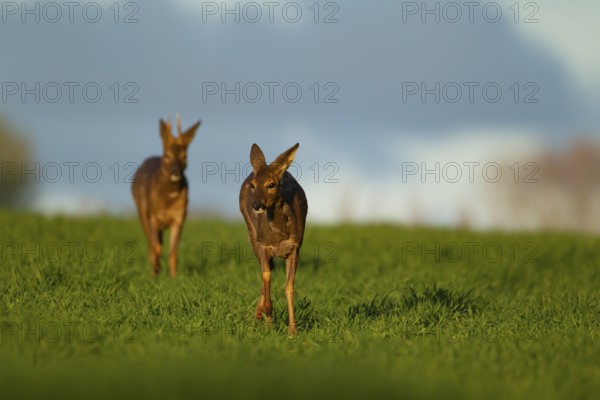 Roe deer (Capreolus capreolus) adult male buck and female doe walking through a springtime cereal crop, Suffolk, England, United Kingdom, Europe