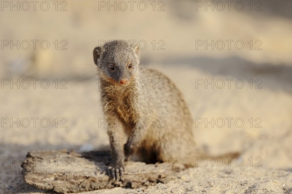 Banded mongoose (Mungos mungo), juvenile, captive, occurrence in Africa