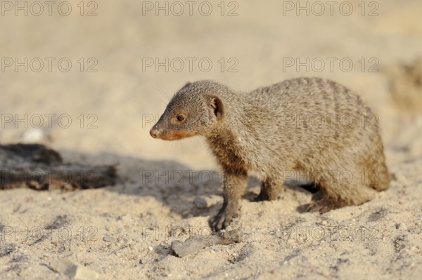 Banded mongoose (Mungos mungo), juvenile, captive, occurrence in Africa