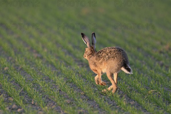European hare (Lepus europaeus), running across a field, Neusiedlesee National Park, Seewinkel, Burgenland, Austria, Europe