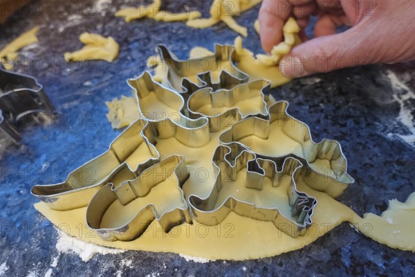 Swabian cuisine, Swabian Christmas biscuits, preparation of cookie cutters, shortbread biscuits, cat figures, cutting out raw dough with moulds, typical Swabian, baking, flour, Christmas biscuits, sweet biscuits, Gutsle, Bredle, baked goods, from the oven, men's hands, traditional cuisine, food photography, studio, Germany, Europe