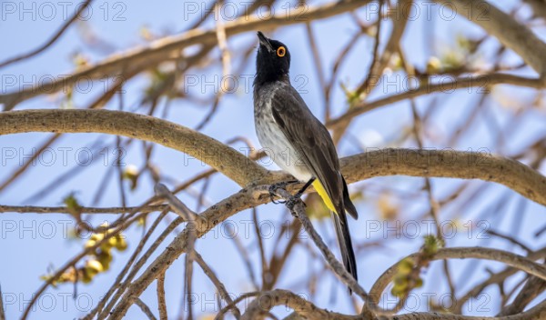 Fire-eyed Bulbul (Pycnonotus nigricans) sitting on a branch in a bush, Etosha National Park, Namibia, Africa
