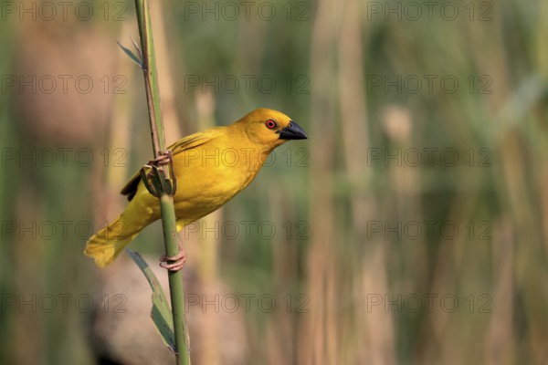 Eastern golden weaver (Ploceus subaureus), adult, male, auto-waiting, alert, Saint Lucia Estuary, Isimangaliso Wetland Park, Kwazulu Natal, South Africa, Africa