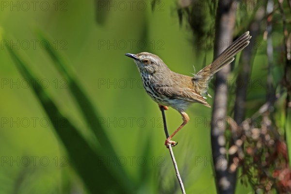 Spotted Prinia (Prinia maculosa), adult, in perch, Kirstenbosch Botanical Gardens, Cape Town, South Africa, Africa