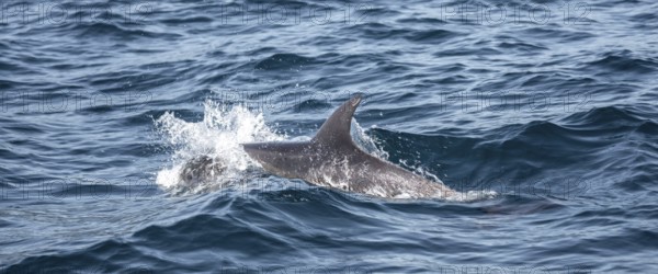 Dolphin, Osa, Costa Rica, Central America