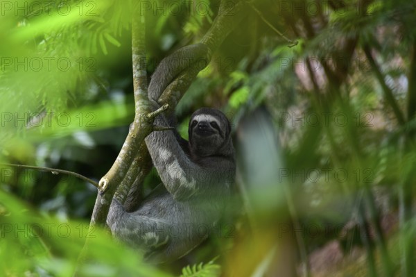 Brown-throated sloth (Bradypus variegatus), through blurred foliage on a branch, Tambopata National Park, Puerto Maldonado, Peru, South America