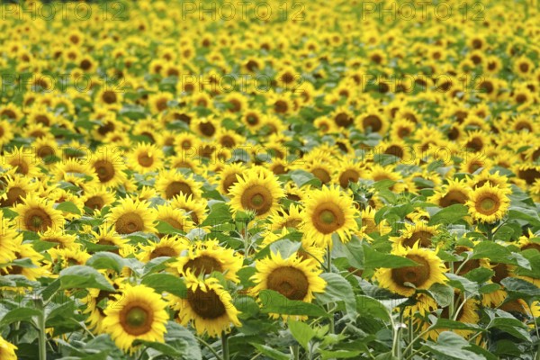 Picturesque sunflowers, July, Germany, Europe