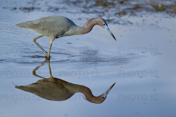 Great Blue Heron (Egretta caerulea), Black Point Wildlife Drive, Titusville, Florida, USA, North America