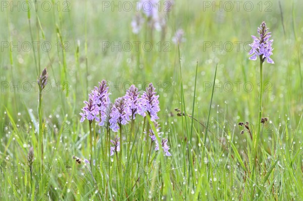 Moorland spotted orchid (Dactylorhiza maculata), flowering wild orchid, Lower Rhine, North Rhine-Westphalia, Germany, Europe