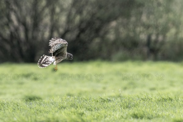 Hen harrier (Circus cyaneus), Emsland, Lower Saxony, Germany, Europe