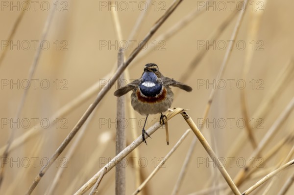 Bluethroat (Luscinia svecica) singing on a reed, wildlife, Germany, Europe