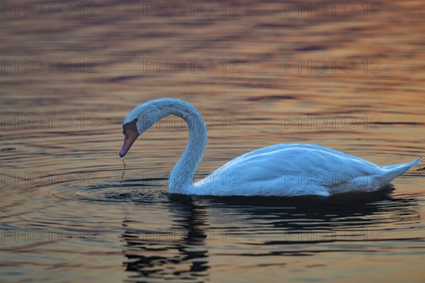 Mute swan (Cygnus olor), sunrise, Hopfensee, near Füssen, Ostallgäu, Allgäu, Upper Swabia, Swabia, Bavaria, Germany, Europe