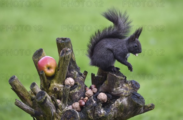 European squirrel (Sciurus) eating nuts in the garden, Schleswig-Holstein, Germany, Europe