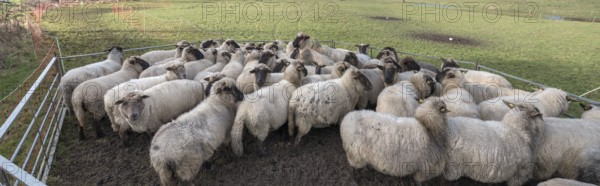 Black-headed domestic sheep (Ovis gmelini aries) in a pen, Mecklenburg-Western Pomerania, Germany, Europe