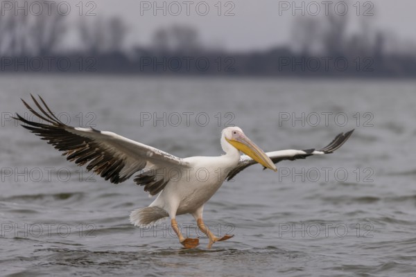Great white pelican (Pelecanus onocrotalus), flying, Lake Kerkini, Greece, Europe